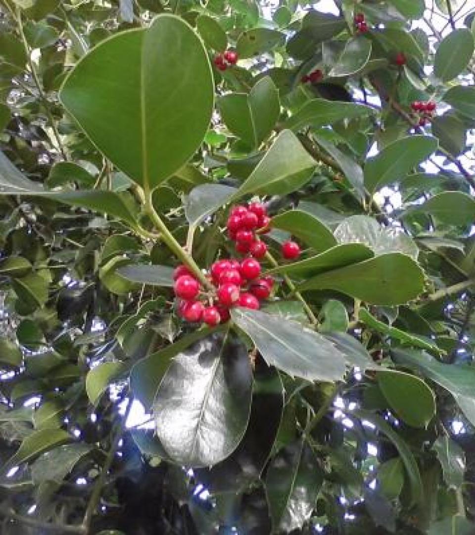 Flowering plant