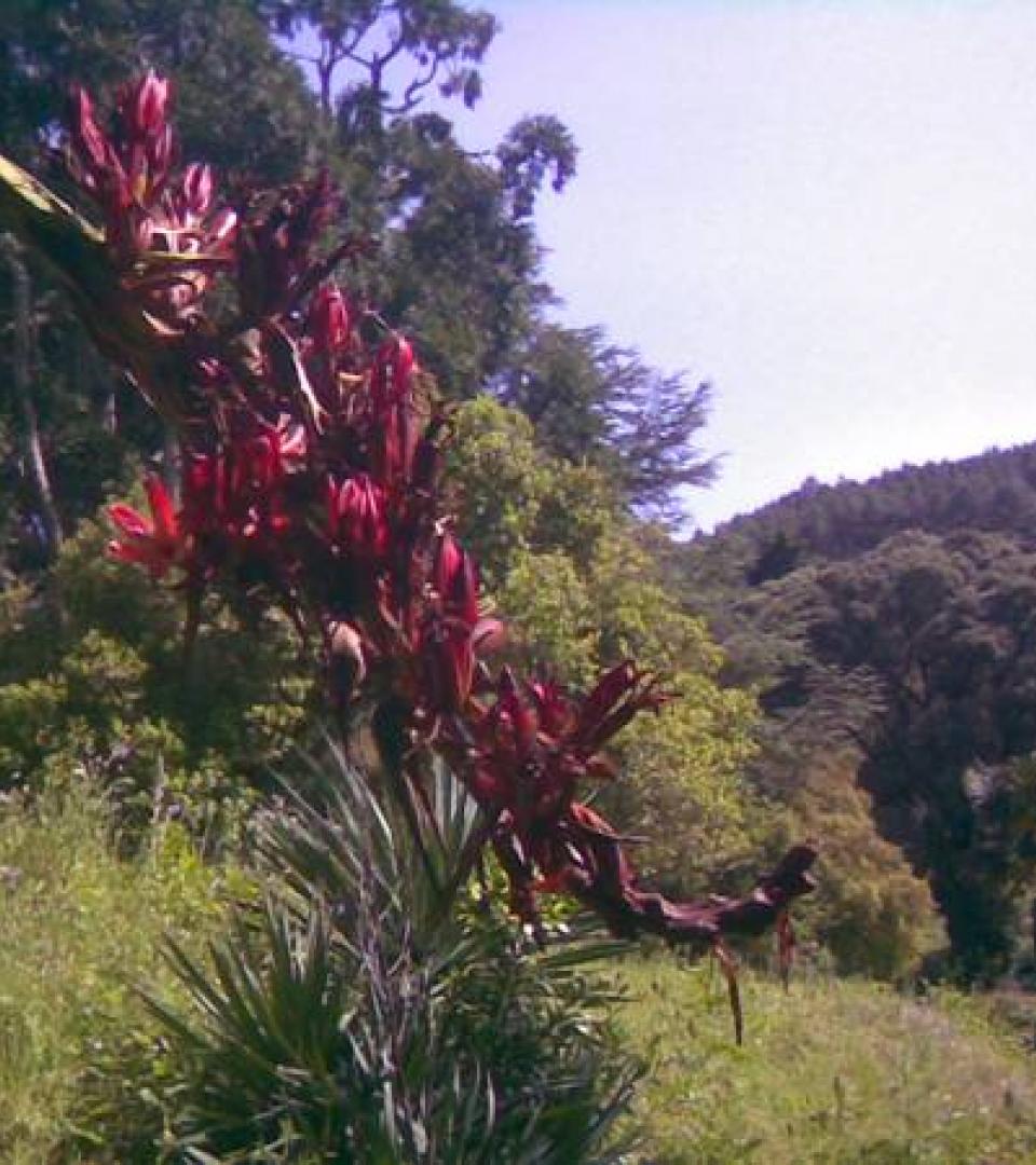 Vegetation - Doryanthes Palmeri