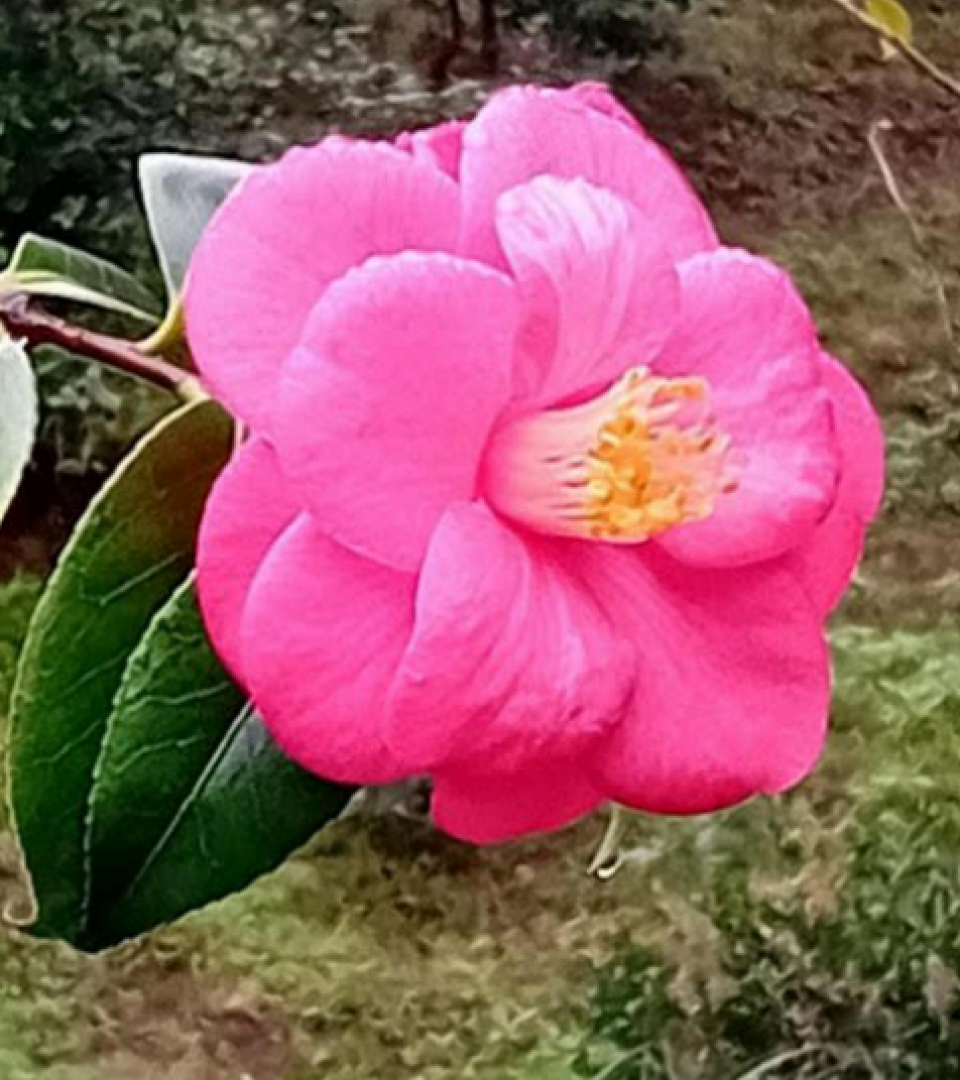 Camellia